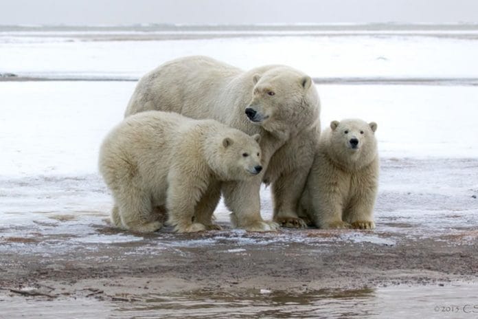 polar-bears Arctic National Wildlife Refuge